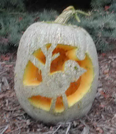 Nipomo Pumpkin Patch Bird